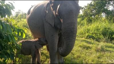 This is our way of paying tribute to the late singer, who was a great animal lover and a strong advocate for environmental causes, Kaziranga National Park’s director Sonali Ghosh said. (Sourced)
