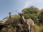 In 2023, Tamil Nadu launched Project Nilgiri Tahr for the conservation of the flagship mountain ungulate of the Shola grasslands. (HT Archive)