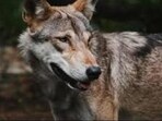 Six people have lost their lives in wolf attacks in Bahraich in the last over a month. (For Representation)