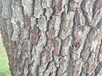 An optical illusion shared on Reddit showed a tree bark where a caterpillar was hidden. An optical illusion shared on Reddit showed a tree bark where a caterpillar was hidden.