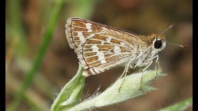 Forest dept kicks off biodiversity mapping of Pune’s grasslands Forest dept kicks off biodiversity mapping of Pune’s grasslands