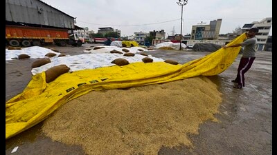 A worker covering paddy with a plastic sheet amid rain at the Gill Road grain market in Ludhiana on Monday. (Gurpreet Singh/HT) A worker covering paddy with a plastic sheet amid rain at the Gill Road grain market in Ludhiana on Monday. (Gurpreet Singh/HT)