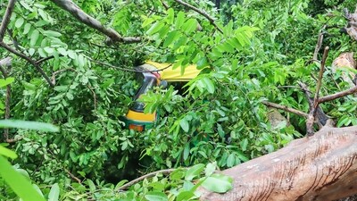 Authorities in Bengaluru noted the tree had decayed for over a year, raising concerns about city tree maintenance. (Representative image) (ANI video Grab) Authorities in Bengaluru noted the tree had decayed for over a year, raising concerns about city tree maintenance. (Representative image) (ANI video Grab)