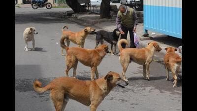 As per the latest stray dog population census carried out by the civic body in May 2023, the estimated (stray) canine population has reduced from 315,000 in 2018 to 179,940 in 2023. The 34 newly merged villages in the municipal limit have around 1.50 lakh stray dog population. (REPRESENTATIVE PHOTO)