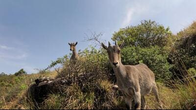 In 2023, Tamil Nadu launched Project Nilgiri Tahr for the conservation of the flagship mountain ungulate of the Shola grasslands. (HT Archive)