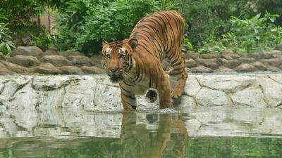India holds 70% of the wild tiger population — as of 2022, the number of big cats stood at 3,682. (FILE) India holds 70% of the wild tiger population — as of 2022, the number of big cats stood at 3,682. (FILE)