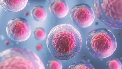 For a long time, scientists thought this job was done entirely by the thymus, a small gland in the chest. T-cells have special "receptors" that let them recognise harmful invaders, like the spiky Covid-19 virus. (Representational Image) For a long time, scientists thought this job was done entirely by the thymus, a small gland in the chest. T-cells have special "receptors" that let them recognise harmful invaders, like the spiky Covid-19 virus. (Representational Image)