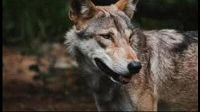 Six people have lost their lives in wolf attacks in Bahraich in the last over a month. (For Representation) Six people have lost their lives in wolf attacks in Bahraich in the last over a month. (For Representation)