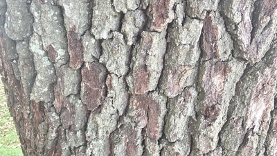 An optical illusion shared on Reddit showed a tree bark where a caterpillar was hidden. (Reddit/FinancialPotato007) An optical illusion shared on Reddit showed a tree bark where a caterpillar was hidden. (Reddit/FinancialPotato007)