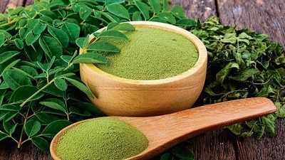 Whether it’s bloating after meals or recovering from antibiotics, moringa can do wonders for your digestion and immunity. (adobe stock) Whether it’s bloating after meals or recovering from antibiotics, moringa can do wonders for your digestion and immunity. (adobe stock)