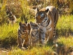 A notable success in the realm of conservation has been the resurgence of iconic species. (Shutterstock)