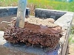 PAU conducted an extensive analysis of flood-affected soils across Punjab. (HT Photo)