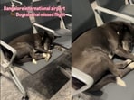 A clip of a stray dog relaxing at Bengaluru airport touched hearts online.