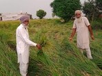 The persistent rains have shattered mature grains and caused lodging of plant shoots, further impeding harvest progress. According to the Punjab agriculture department, these delays in the paddy harvest are set to disrupt procurement operations, with the crop failing to reach mandis on time for state agencies to lift the produce. (HT File)