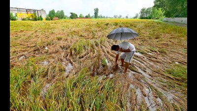A farmer surveys the damage to his paddy crop after the downpour in Ludhiana on Tuesday morning . (Gurpreet Singh/HT) A farmer surveys the damage to his paddy crop after the downpour in Ludhiana on Tuesday morning . (Gurpreet Singh/HT)
