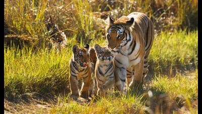 A notable success in the realm of conservation has been the resurgence of iconic species. (Shutterstock) A notable success in the realm of conservation has been the resurgence of iconic species. (Shutterstock)