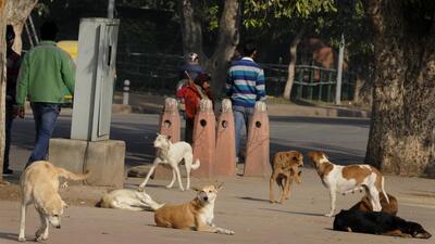 Accountability of the NGOs engaged in sterilisation and immunisation of dogs needs to be increased, read the letter. Accountability of the NGOs engaged in sterilisation and immunisation of dogs needs to be increased, read the letter.
