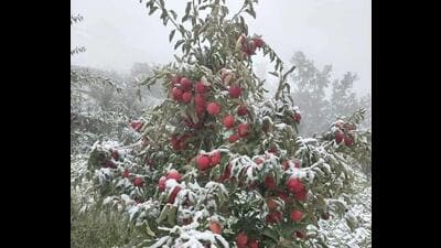 Apple trees, still laden with fruit, have suffered broken branches under the weight of the snow. (File) Apple trees, still laden with fruit, have suffered broken branches under the weight of the snow. (File)