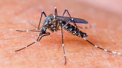 Sangrur district has seen a spike in chikungunya cases even as the incidence of dengue, another viral infection transmitted by mosquitoes, is on the decline as compared to the corresponding period last year. (Representational photo)