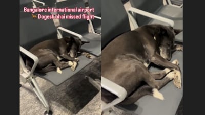 A clip of a stray dog relaxing at Bengaluru airport touched hearts online. (Instagram/rawat_akhilesh_ansh) A clip of a stray dog relaxing at Bengaluru airport touched hearts online. (Instagram/rawat_akhilesh_ansh)
