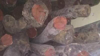 The seized sandalwood was around 9.500kg. (Photo for representation) The seized sandalwood was around 9.500kg. (Photo for representation)