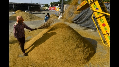 Workers dry paddy at a grain market in Jalandhar on Tuesday. (PTI) Workers dry paddy at a grain market in Jalandhar on Tuesday. (PTI)