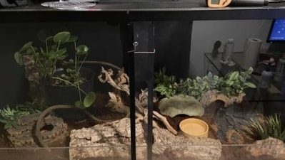 Spot the snake in this viral challenge on Reddit. (Reddit)