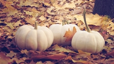 The Old Farmer’s Almanac reveals Thanksgiving 2025 forecast for all U.S. regions (Unsplash) The Old Farmer’s Almanac reveals Thanksgiving 2025 forecast for all U.S. regions (Unsplash)