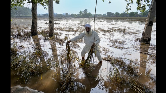 As per the girdawari report, Ferozepur district is the worst-affected with 25,273 acres covered under silt. (PTI)