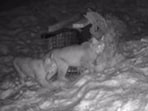 One of the lynx has died overnight (RZSS/PA)