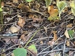 Hard optical illusion: Can you find a camouflaged tiny wood frog in 10 seconds? Only smartest people can