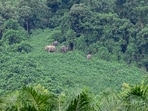 While one of the men managed to flee, the elephant trampled Kaliappan to death. While one of the men managed to flee, the elephant trampled Kaliappan to death.