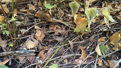 Hard optical illusion: Can you find a camouflaged tiny wood frog in 10 seconds? Only smartest people can (Reddit/r/FindTheSniper)
