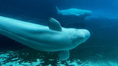 Beluga whales swim in a tank at Marineland amusement park in Niagara Falls, Ontario, Canada, June 9, 2023. (Chris Young/The Canadian Press via AP) (AP) Beluga whales swim in a tank at Marineland amusement park in Niagara Falls, Ontario, Canada, June 9, 2023. (Chris Young/The Canadian Press via AP) (AP)