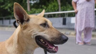 Feeding stations for strays must be placed away from crowded spots, children’s playgrounds, staircases, and main entrances, says the guidelines. (PTI) Feeding stations for strays must be placed away from crowded spots, children’s playgrounds, staircases, and main entrances, says the guidelines. (PTI)