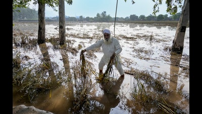 Following severe floods in August and September, the Punjab government has drafted a memorandum seeking ₹13,300 crore from the Centre for compensation and reconstruction. The floods caused extensive damage to kharif crops, primarily paddy, as well as loss of lives, milch animals, and property. (PTI File) Following severe floods in August and September, the Punjab government has drafted a memorandum seeking ₹13,300 crore from the Centre for compensation and reconstruction. The floods caused extensive damage to kharif crops, primarily paddy, as well as loss of lives, milch animals, and property. (PTI File)