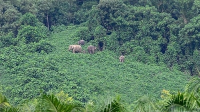 While one of the men managed to flee, the elephant trampled Kaliappan to death. (AFP)