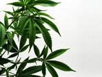Ohio Governor Mike Dewine’s New order bans the sale of all THC gummies and drinks in the state. Here’s what’s still legal. Ohio Governor Mike Dewine’s New order bans the sale of all THC gummies and drinks in the state. Here’s what’s still legal.