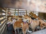 Activists said dogs were kept waiting in vans for hours, hungry and thirsty, despite repeated requests to the stadium administration. (Sanchit Khanna/HT PHOTO) Activists said dogs were kept waiting in vans for hours, hungry and thirsty, despite repeated requests to the stadium administration. (Sanchit Khanna/HT PHOTO)