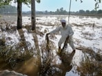 Following severe floods in August and September, the Punjab government has drafted a memorandum seeking  <span class='webrupee'>₹</span>13,300 crore from the Centre for compensation and reconstruction. The floods caused extensive damage to kharif crops, primarily paddy, as well as loss of lives, milch animals, and property. (PTI File)