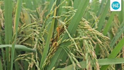 A total of 61,124 metric tonnes of paddy has been procured so far, with 66% of the stock lifted within 72 hours (HT File)