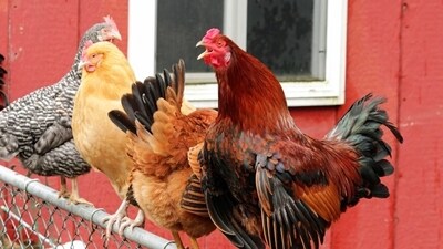 New York residents in shock after decapitated birds found in gruesome discovery (Unsplash - representational image) New York residents in shock after decapitated birds found in gruesome discovery (Unsplash - representational image)