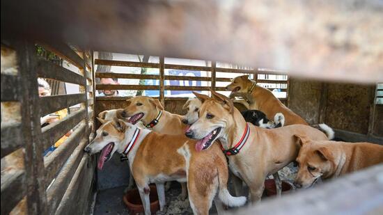 Activists said dogs were kept waiting in vans for hours, hungry and thirsty, despite repeated requests to the stadium administration. (Sanchit Khanna/HT PHOTO)
