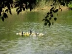 Gram it: A view of Sukhrali Pond that has been recently restored by the Municipal Corporation of Gurugram (MCG). The corporation is now planning to introduce fish into this pond. Have you picnicked here yet? Gram it: A view of Sukhrali Pond that has been recently restored by the Municipal Corporation of Gurugram (MCG). The corporation is now planning to introduce fish into this pond. Have you picnicked here yet?