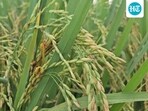 A total of 61,124 metric tonnes of paddy has been procured so far, with 66% of the stock lifted within 72 hours (HT File) A total of 61,124 metric tonnes of paddy has been procured so far, with 66% of the stock lifted within 72 hours (HT File)