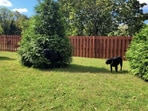 Optical illusion: This viral Reddit challenge is for all pet lovers. Can you spot the hidden dog in 10 seconds?(Reddit)