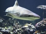 Researchers tagged Contender in January 2025 off Georgia, grabbed their samples, and let him go.(Representative Image/Pixabay)