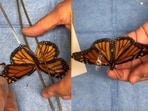 A damaged-wing monarch was saved through an intricate wing transplant.