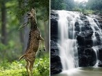 Unwind this long weekend with Kabini’s tranquil landscapes and Chikmagalur’s lush green hills.(Unsplash/Pexels)