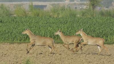 Nilgai seen in Ghaziabad. (Sakib Ali/ HT File Photo) Nilgai seen in Ghaziabad. (Sakib Ali/ HT File Photo)